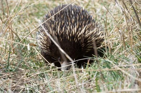 Echidna grazing in grass Stock Photos