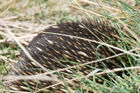 Echidna grazing in grass Stock Photos