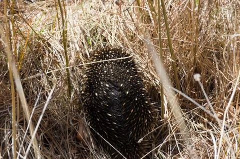 Echidna grazing in grass Stock Photos