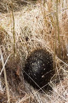 Echidna grazing in grass Stock Photos