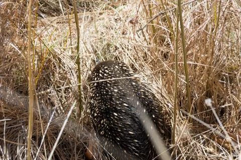 Echidna grazing in grass Stock Photos