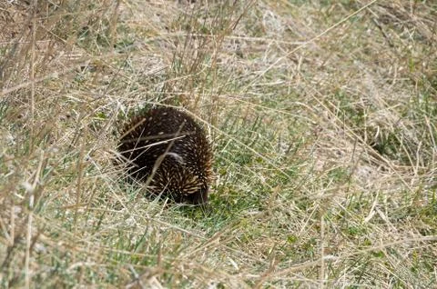 Echidna grazing in grass Stock Photos