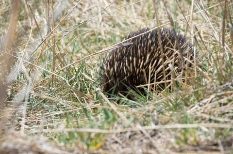 Echidna grazing in grass Stock Photos