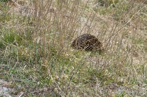 Echidna grazing in grass Stock Photos