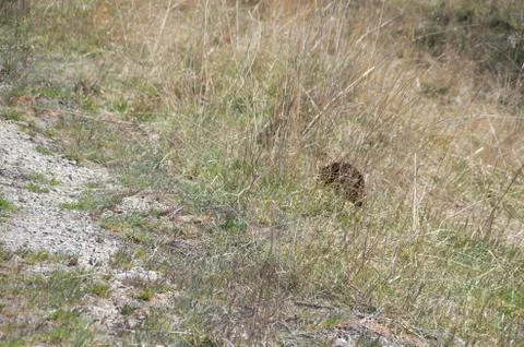 Echidna grazing in grass Stock Photos