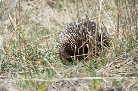 Echidna grazing in grass Stock Photos