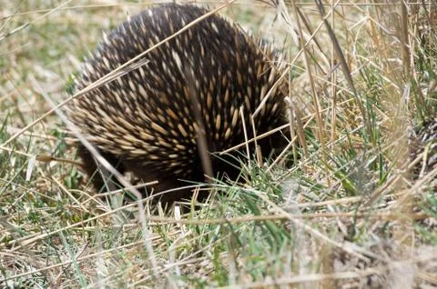 Echidna grazing in grass Stock Photos