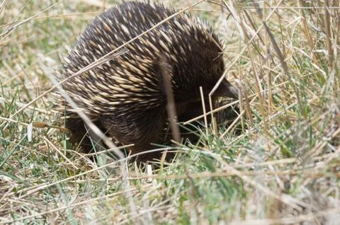 Echidna grazing in grass Stock Photos