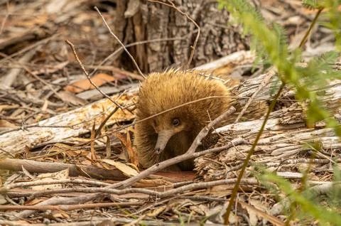 An Echidna on the ground walking towards the camera in Tasmania, Australia Stock Photos