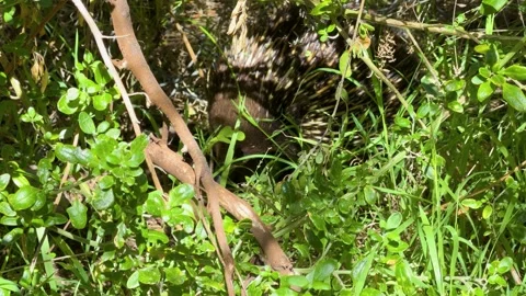 Echidna Hiding Among Grass and Branches in Australian Forest Stock Footage 321677660