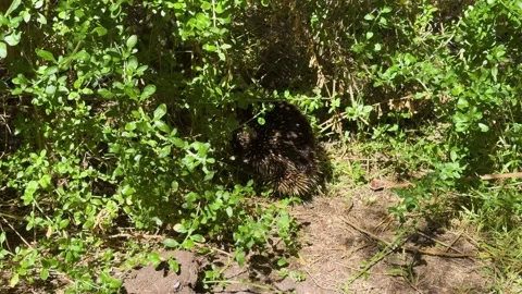 Echidna Hiding in Grass on Australian Forest Floor Stock Footage 321509214
