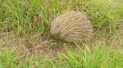Echidna looking for food in the bush Stock Footage 45842886