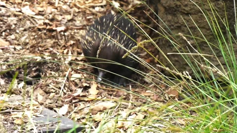 An echidna looking for food Stock Footage 132375265
