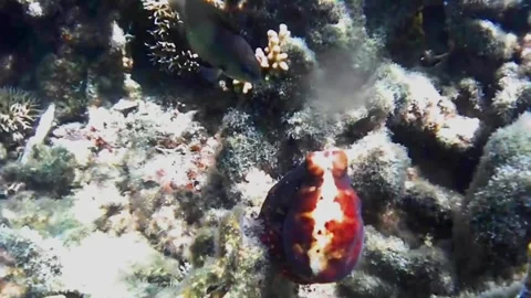 Echidna Moray and Small Octopus Changing Color and Hiding 스톡 동영상 343727702