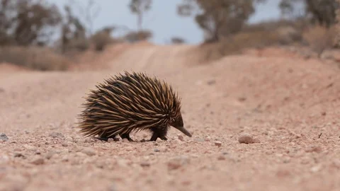 Echidna moving on red dirt Stock Footage 98685732