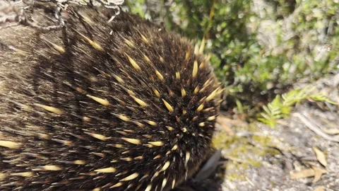 Echidna or spiny anteaters, an egg laying mammal. 스톡 동영상 320147053