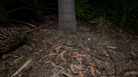 Echidna passing by in front of the camera searching for prey at night Stock Footage 332377203
