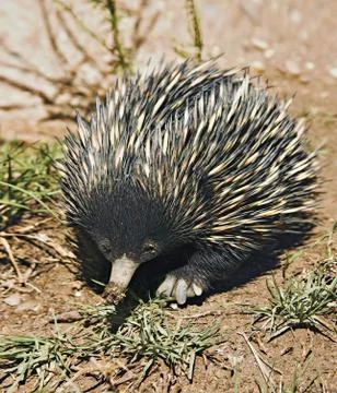 Echidna Foto stock