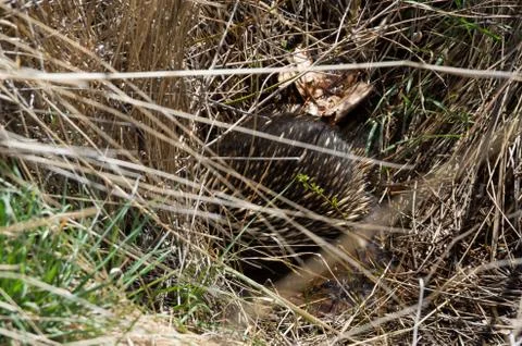 Echidna sitting in a pool Stock Photos