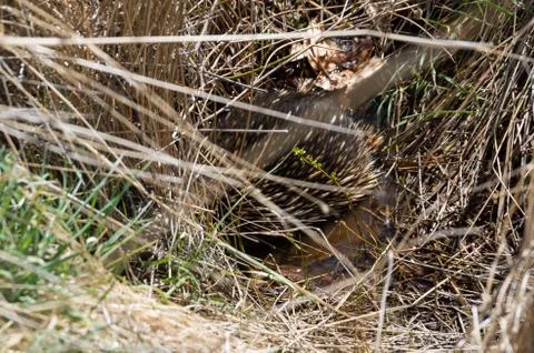 Echidna sitting in a pool Stock Photos