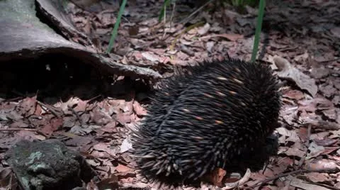 Echidna spiny ant eater enters burrow Video stock 21179651