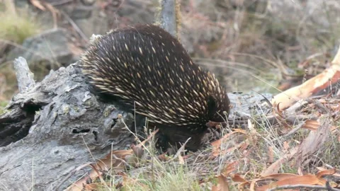 Echidna standing on log looking around before stepping off 4k Stock Footage 331558588