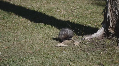 Echidna Tachyglossidae - Ant Eater - monopod shot Stock Footage 54178525