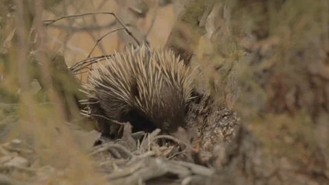 Echidna "Tachyglossidae" walking on top of a tree Stock Footage 108844190