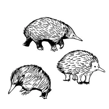 Echidna. Vector  illustration. Stock Illustration