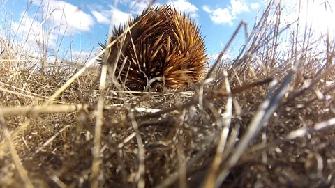 Echidna walking off into the distance Video stock 94405559