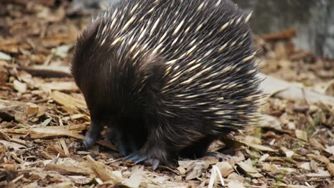 Echidna walking Stock Footage 132375247