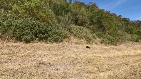 Echidna Walking Through Grass at Wilsons Promontory National Park, Australi.. Stock Footage 312065095
