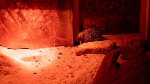 Echidna Walking Through Sandy Red Lit Exhibit at Brookfield Zoo Illinois Stock Photos