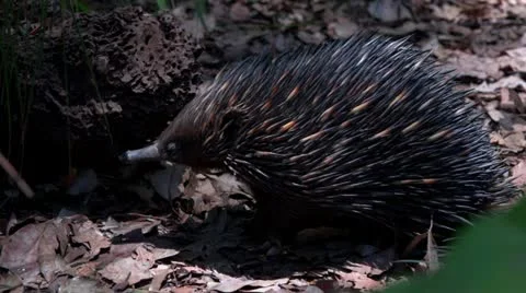 Echidna walks away Video stock 21179477