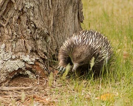 Echidnas, spiny anteaters Stock Photos