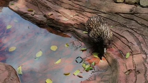 Echidnas walking around - 4K Stock Footage 146112909