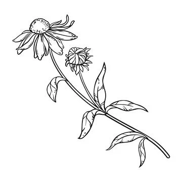 Echinace purpurea vector isolated Stock Illustration