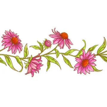 Echinace purpurea vector pattern Stock Illustration