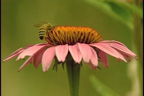 Echinacea With Bee pull back 库存影片 11752068