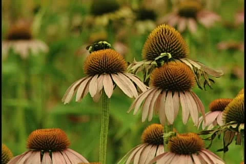 Echinacea with bees 库存影片 11498253