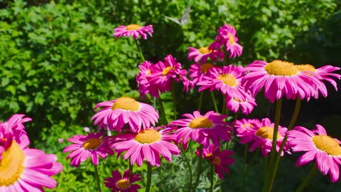 Echinacea blooming in the summer garden Stock Footage 323764668