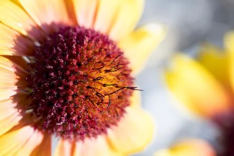 Echinacea blosom macro closeup view of a flower in bloom Stock Photos