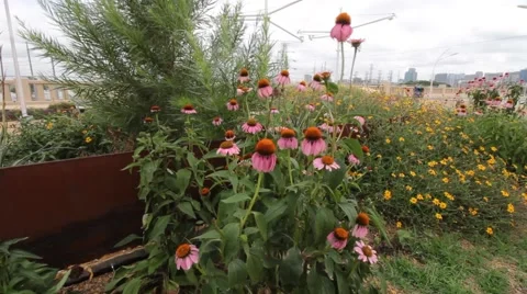 Echinacea blowing in the wind. 스톡 동영상 51677078