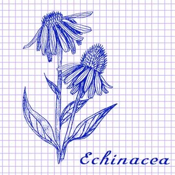 Echinacea. Botanical drawing on exercise book background Illustrazione stock