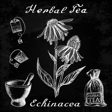 Echinacea botanical illustration Stock Illustration