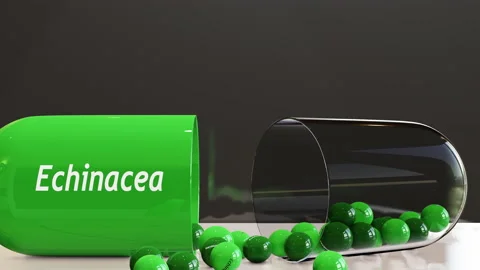 Echinacea Capsule Vídeos de archivo 235931307
