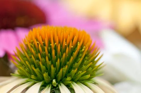 Echinacea close up Stock-Fotos