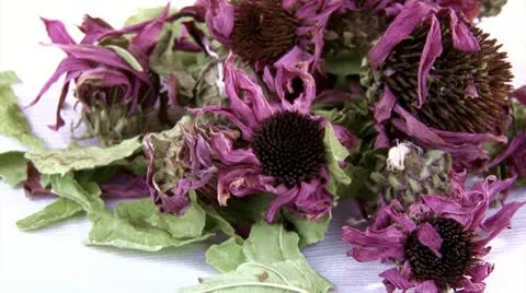Echinacea dried flowers, tea Stock Footage 10810131