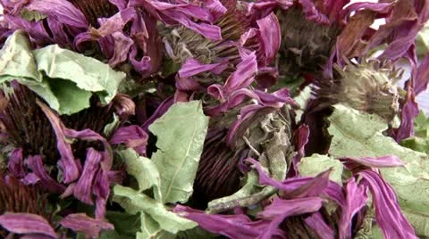 Echinacea dried flowers, tea Stock Footage 10810181