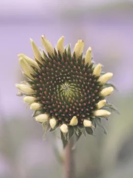 Echinacea in Early Bloom Stock Photos